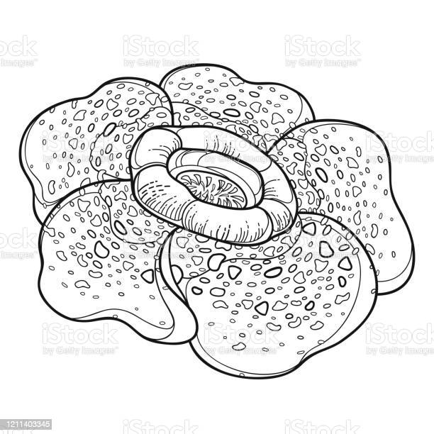 Detail Gambar Bunga Raflesia Pakai Pensil Nomer 33