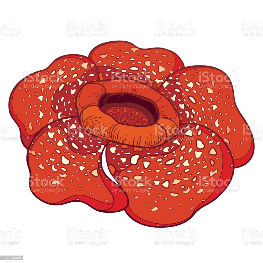 Detail Gambar Bunga Raflesia Pakai Pensil Nomer 34