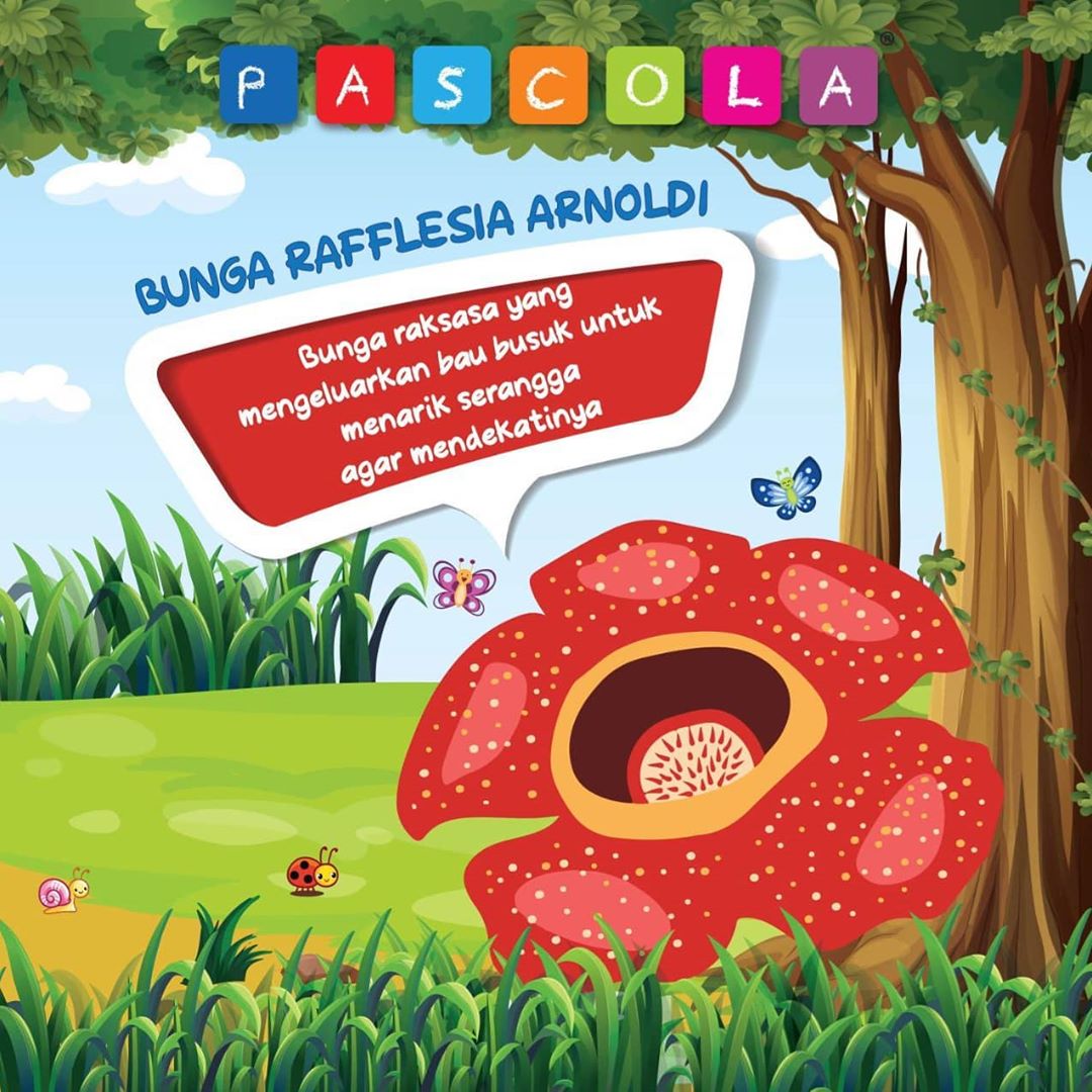 Detail Gambar Bunga Raflesia Pakai Pensil Nomer 37