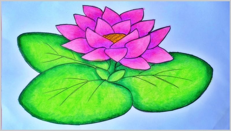 Detail Gambar Bunga Raflesia Pakai Pensil Nomer 38