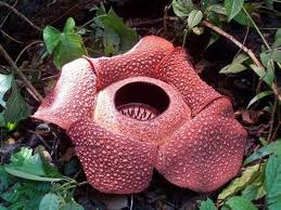 Detail Gambar Bunga Raflesia Pakai Pensil Nomer 40