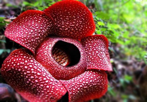 Detail Gambar Bunga Raflesia Pakai Pensil Nomer 41
