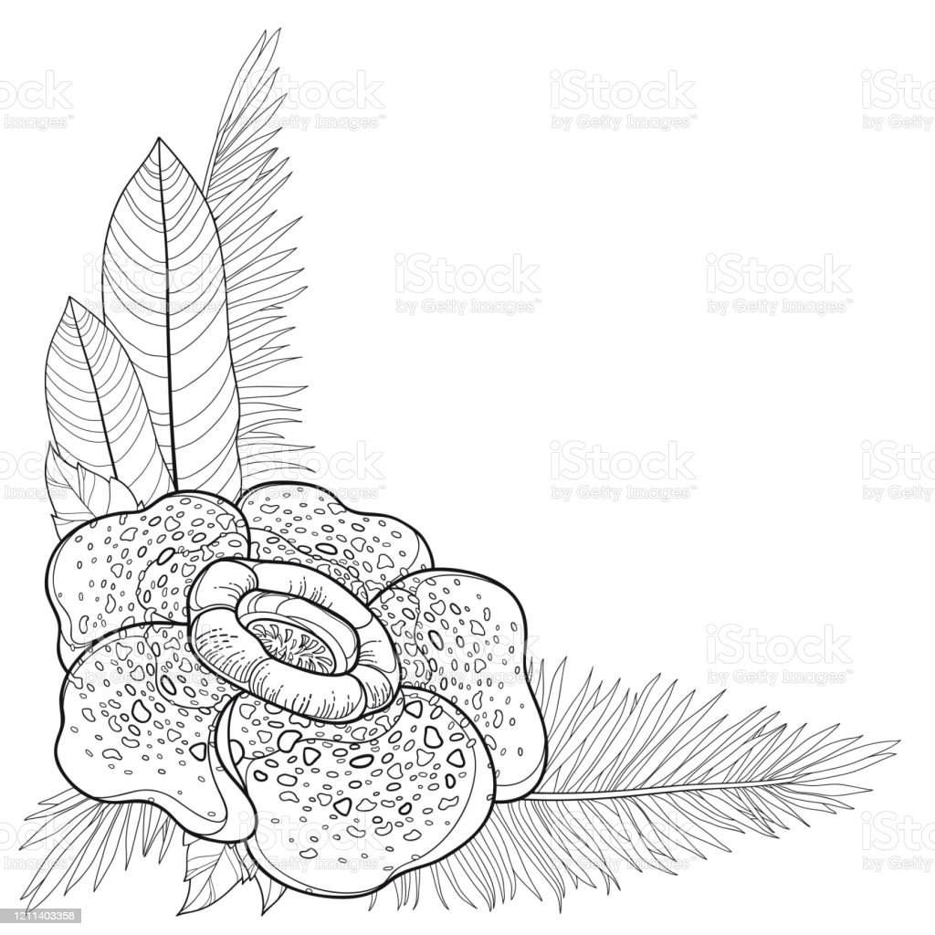 Detail Gambar Bunga Raflesia Pakai Pensil Nomer 42