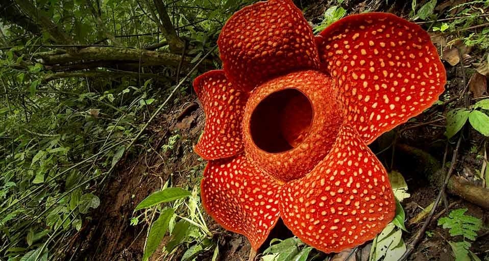 Detail Gambar Bunga Raflesia Pakai Pensil Nomer 45
