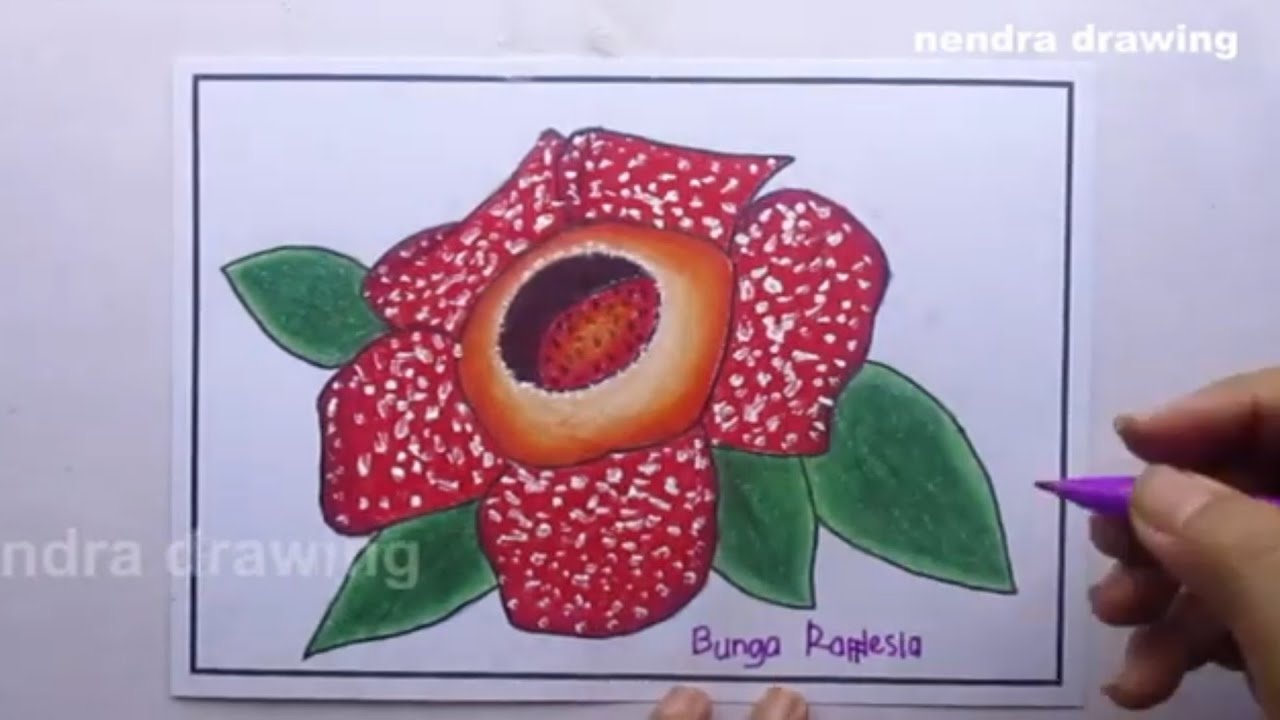 Detail Gambar Bunga Raflesia Pakai Pensil Nomer 6