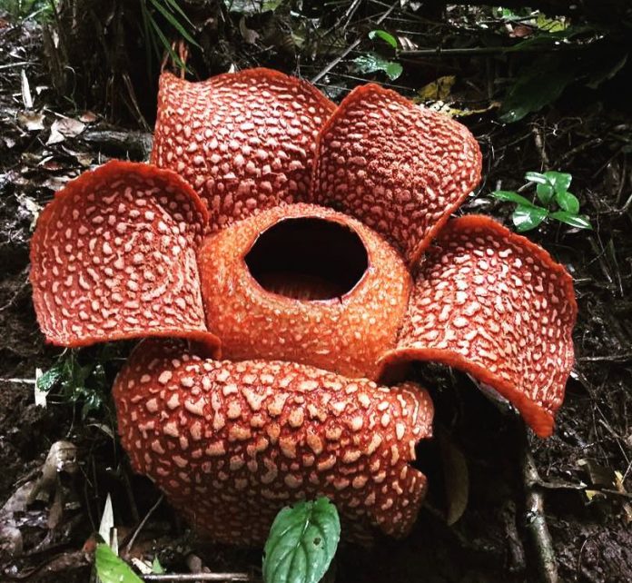 Detail Gambar Bunga Raflesia Pakai Pensil Nomer 50