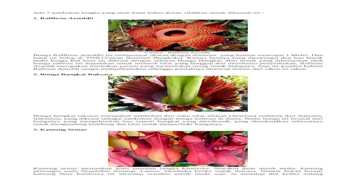 Detail Gambar Bunga Raflesia Pakai Pensil Nomer 54
