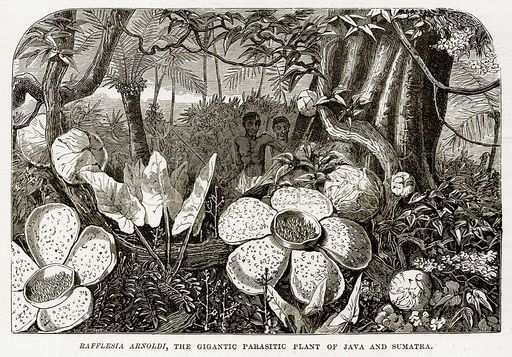Detail Gambar Bunga Raflesia Pakai Pensil Nomer 57