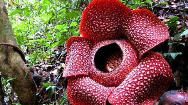 Detail Gambar Bunga Raflesia Pakai Pensil Nomer 58