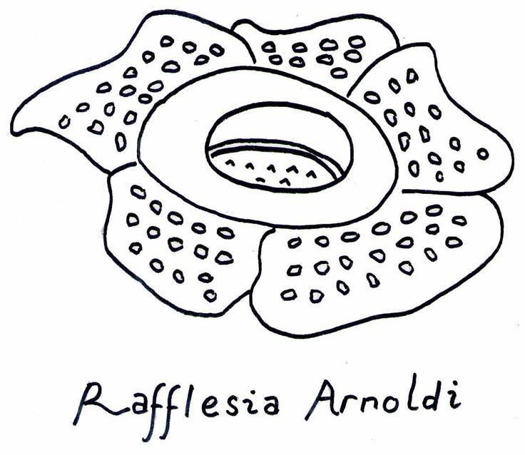 Detail Gambar Bunga Raflesia Pakai Pensil Nomer 9