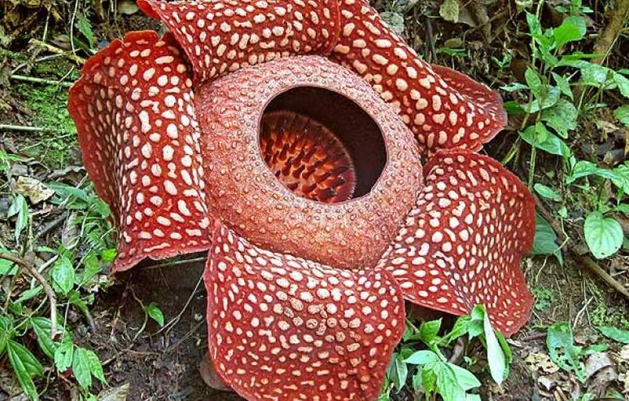 Detail Gambar Bunga Raflesia Termasuk Objek Gambar Nomer 3