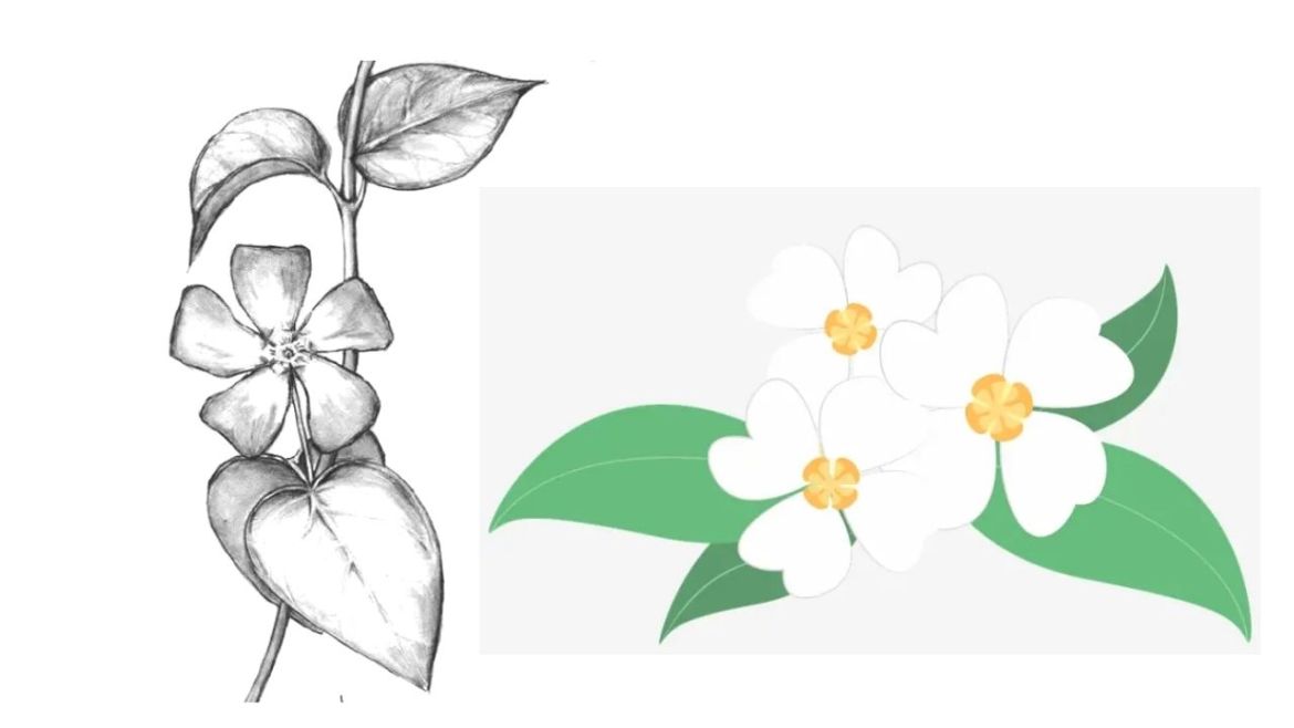 Detail Gambar Bunga Raflesia Yang Mudah Digambar Nomer 42