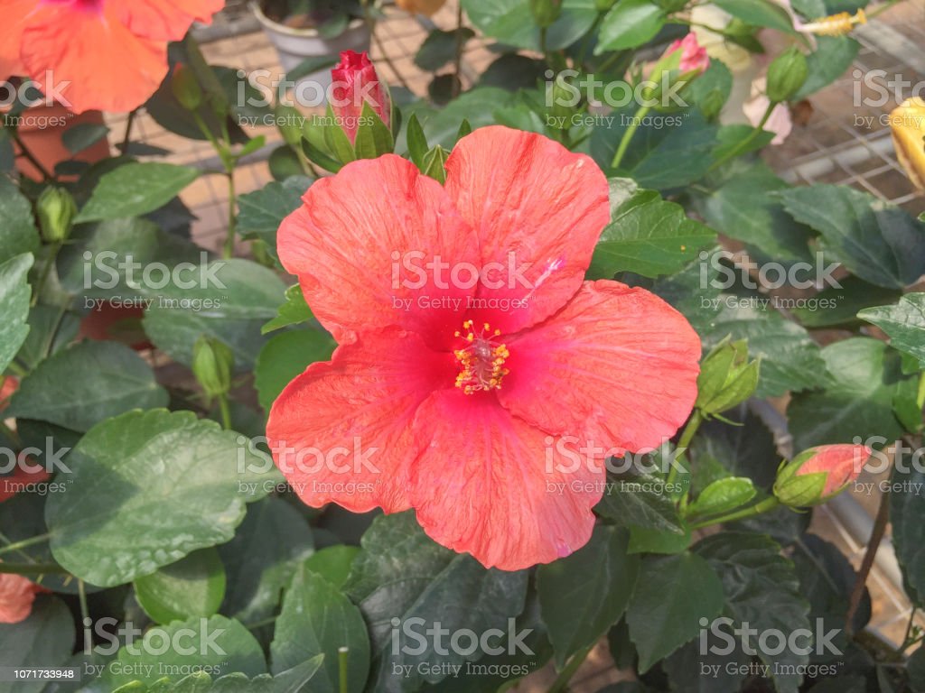 Detail Gambar Bunga Raya Berwarna Nomer 19