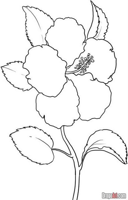 Detail Gambar Bunga Raya Black And White Nomer 14