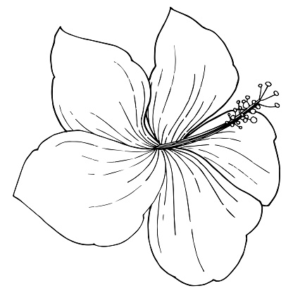 Detail Gambar Bunga Raya Black And White Nomer 21