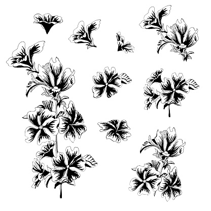 Detail Gambar Bunga Raya Black And White Nomer 40