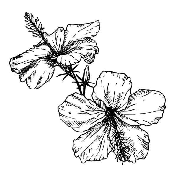 Detail Gambar Bunga Raya Black And White Nomer 43