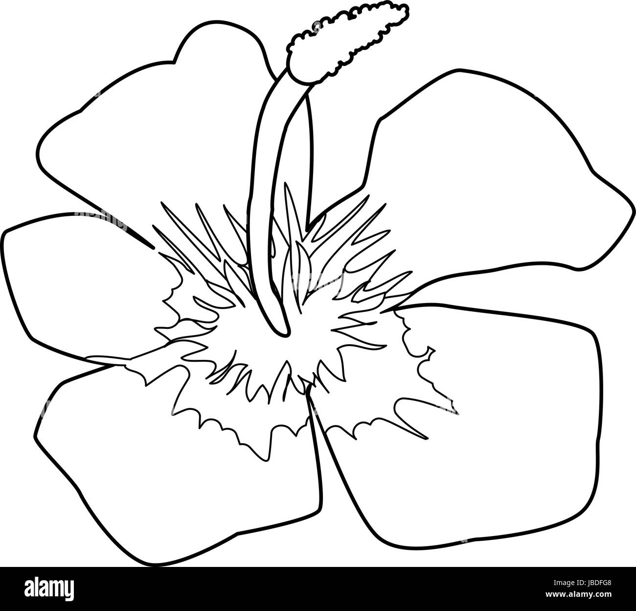 Detail Gambar Bunga Raya Black And White Nomer 44
