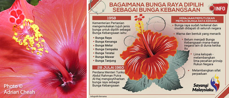 Detail Gambar Bunga Raya Malaysia Nomer 31