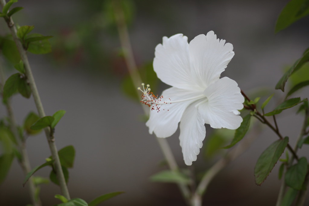 Detail Gambar Bunga Raya Putih Nomer 19