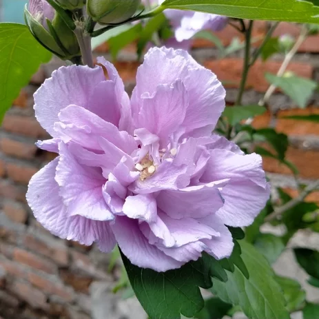 Detail Gambar Bunga Raya Ungu Nomer 39