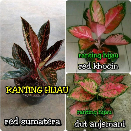 Detail Gambar Bunga Red Sumatra Nomer 38