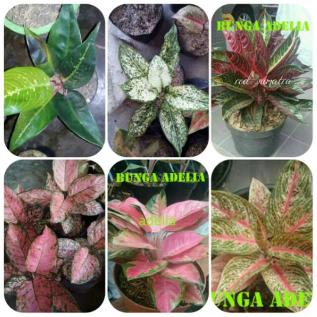 Detail Gambar Bunga Red Sumatra Nomer 52