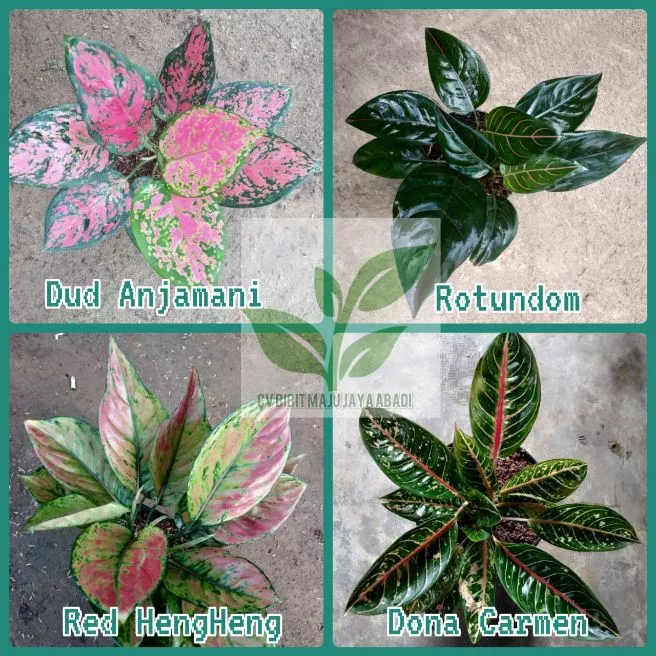 Detail Gambar Bunga Rezeki Nomer 20
