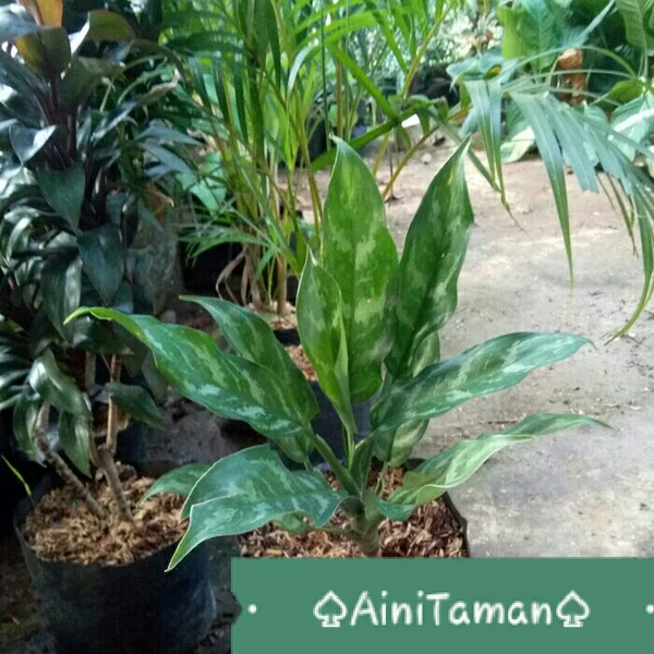 Detail Gambar Bunga Rezeki Nomer 24