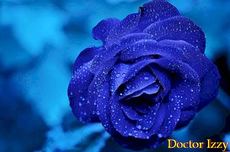 Detail Gambar Bunga Ros Biru Nomer 28
