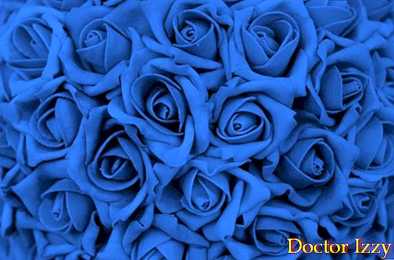 Detail Gambar Bunga Ros Biru Nomer 50
