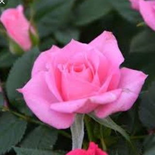 Detail Gambar Bunga Ros Cantik Nomer 35