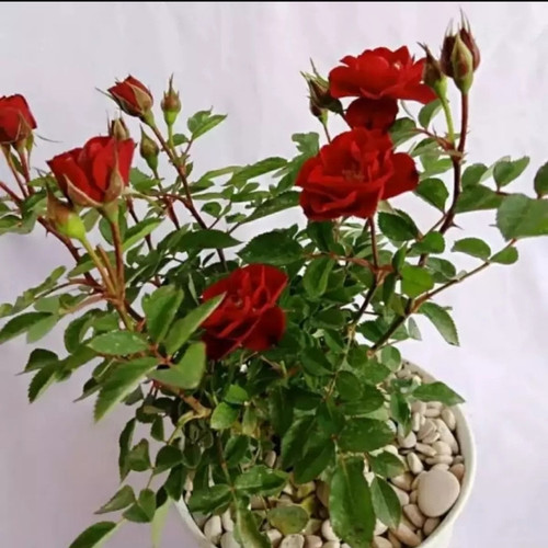 Detail Gambar Bunga Rose Asli Nomer 17