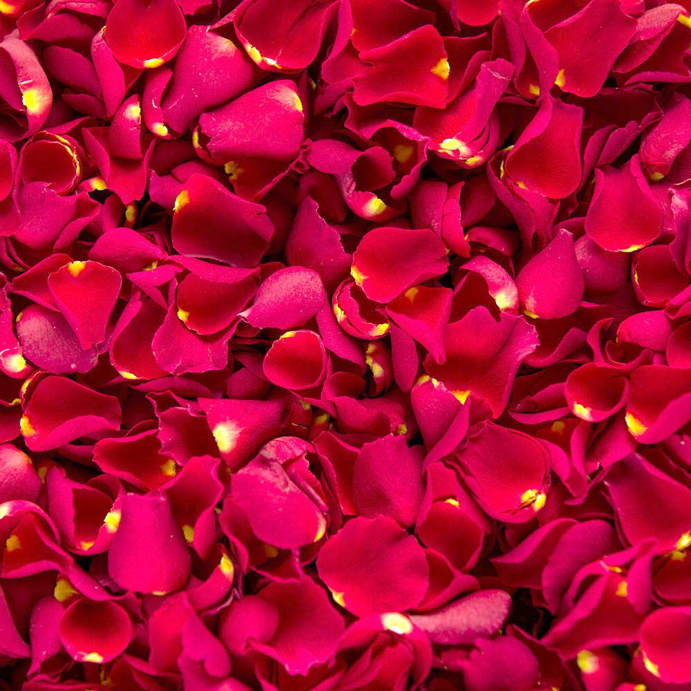 Detail Gambar Bunga Rose Asli Nomer 20