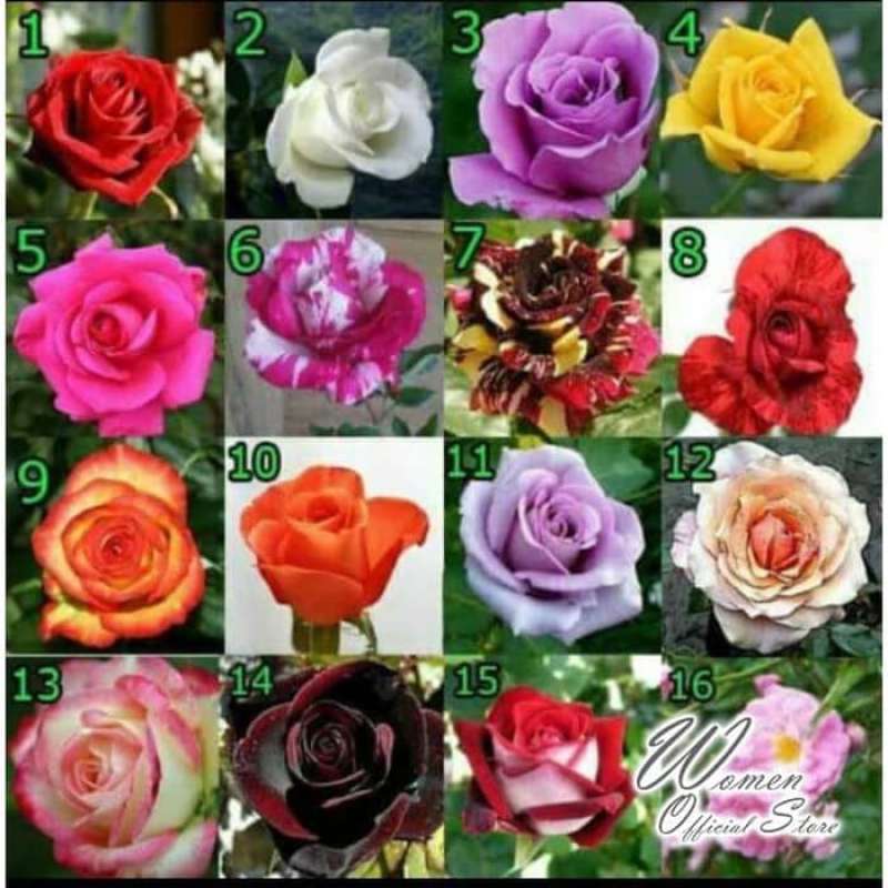 Detail Gambar Bunga Rose Asli Nomer 50