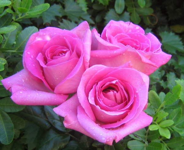 Detail Gambar Bunga Rose Asli Nomer 7