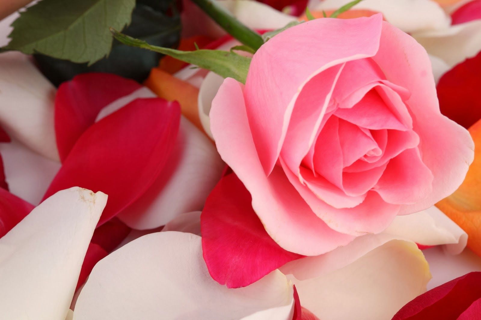 Detail Gambar Bunga Rose Cantik Nomer 11