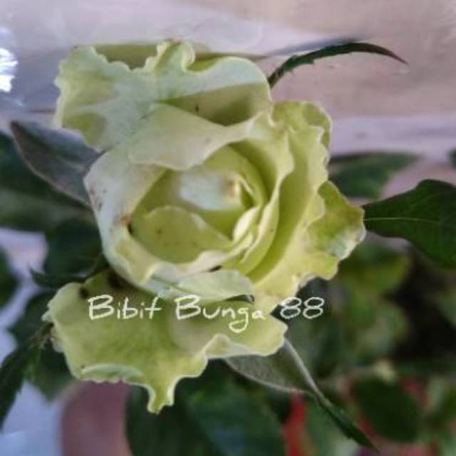 Detail Gambar Bunga Rose Hijau Nomer 23