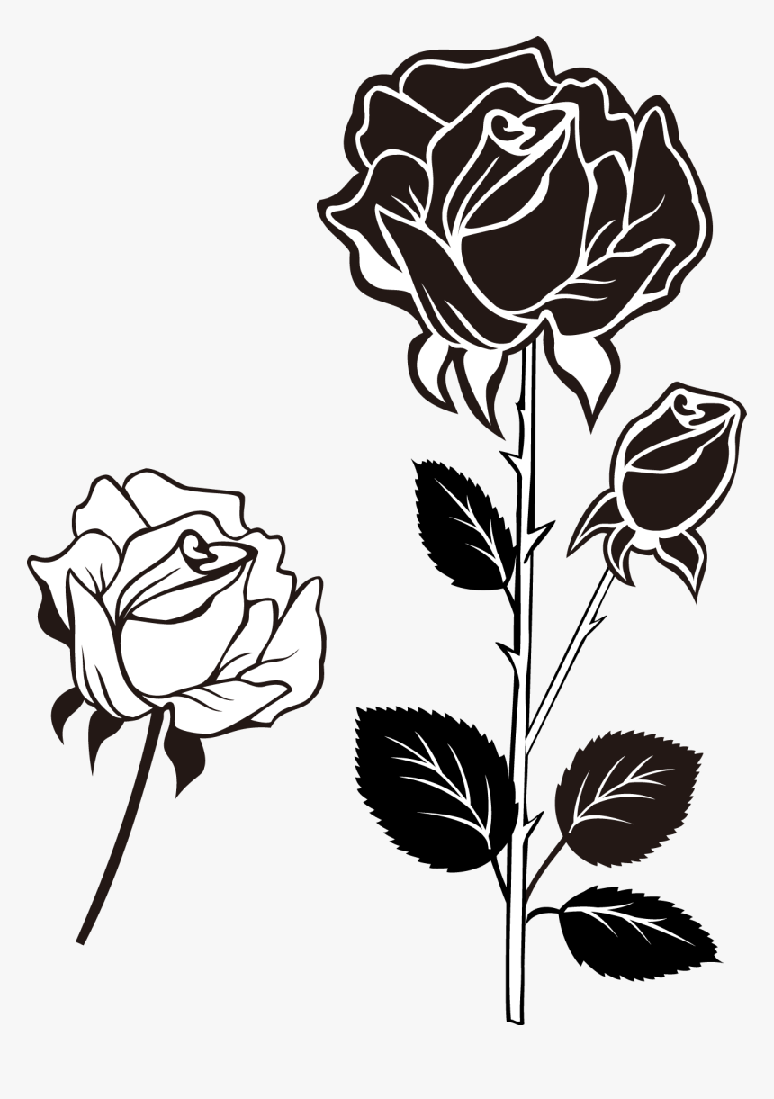 Detail Gambar Bunga Rose Hitam Putih Nomer 9