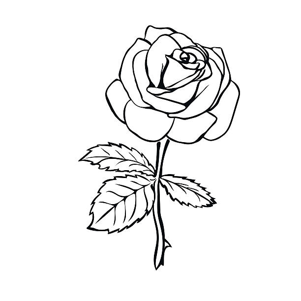 Detail Gambar Bunga Rose Hitam Putih Nomer 16