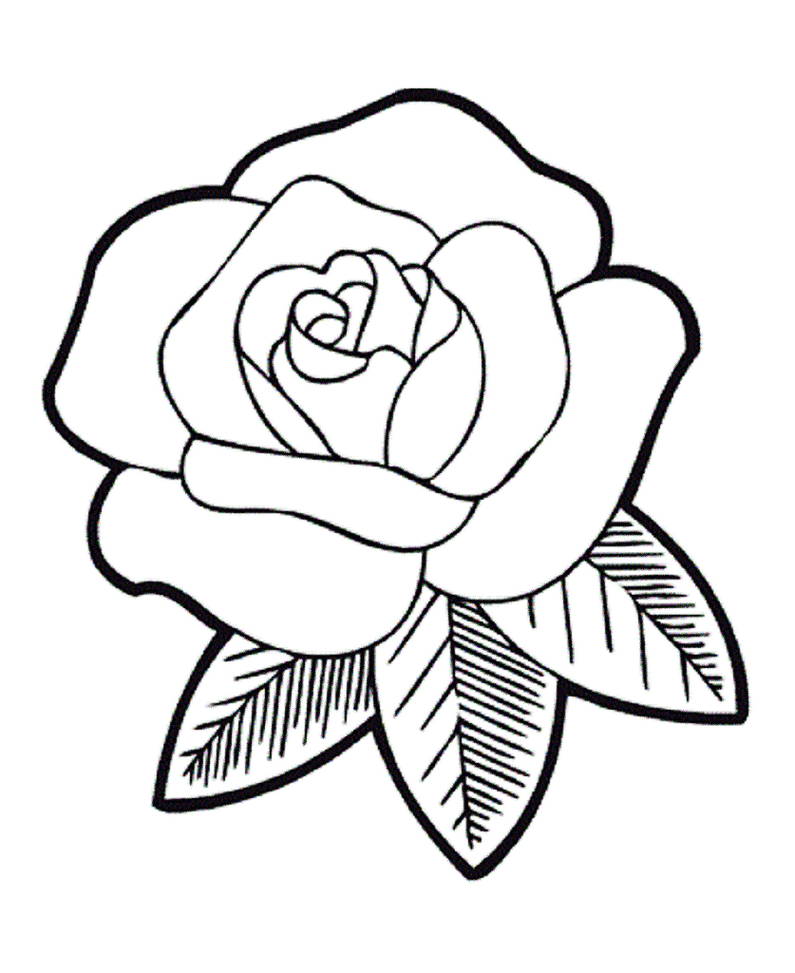 Detail Gambar Bunga Rose Hitam Putih Nomer 18