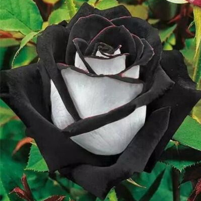 Detail Gambar Bunga Rose Hitam Putih Nomer 19