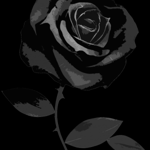 Detail Gambar Bunga Rose Hitam Putih Nomer 20