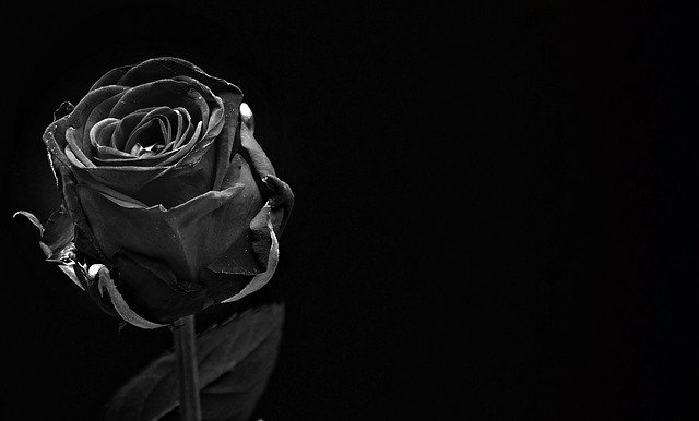 Detail Gambar Bunga Rose Hitam Putih Nomer 22