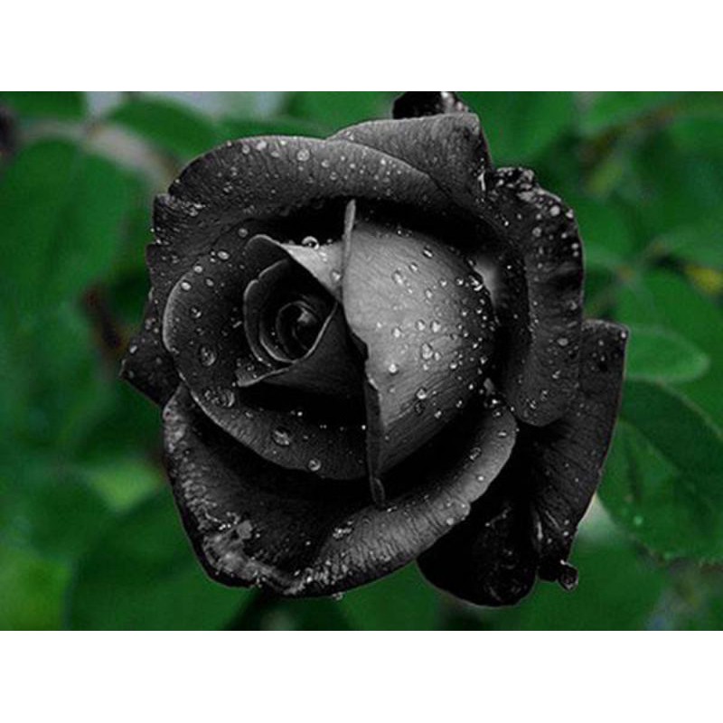 Detail Gambar Bunga Rose Hitam Putih Nomer 31