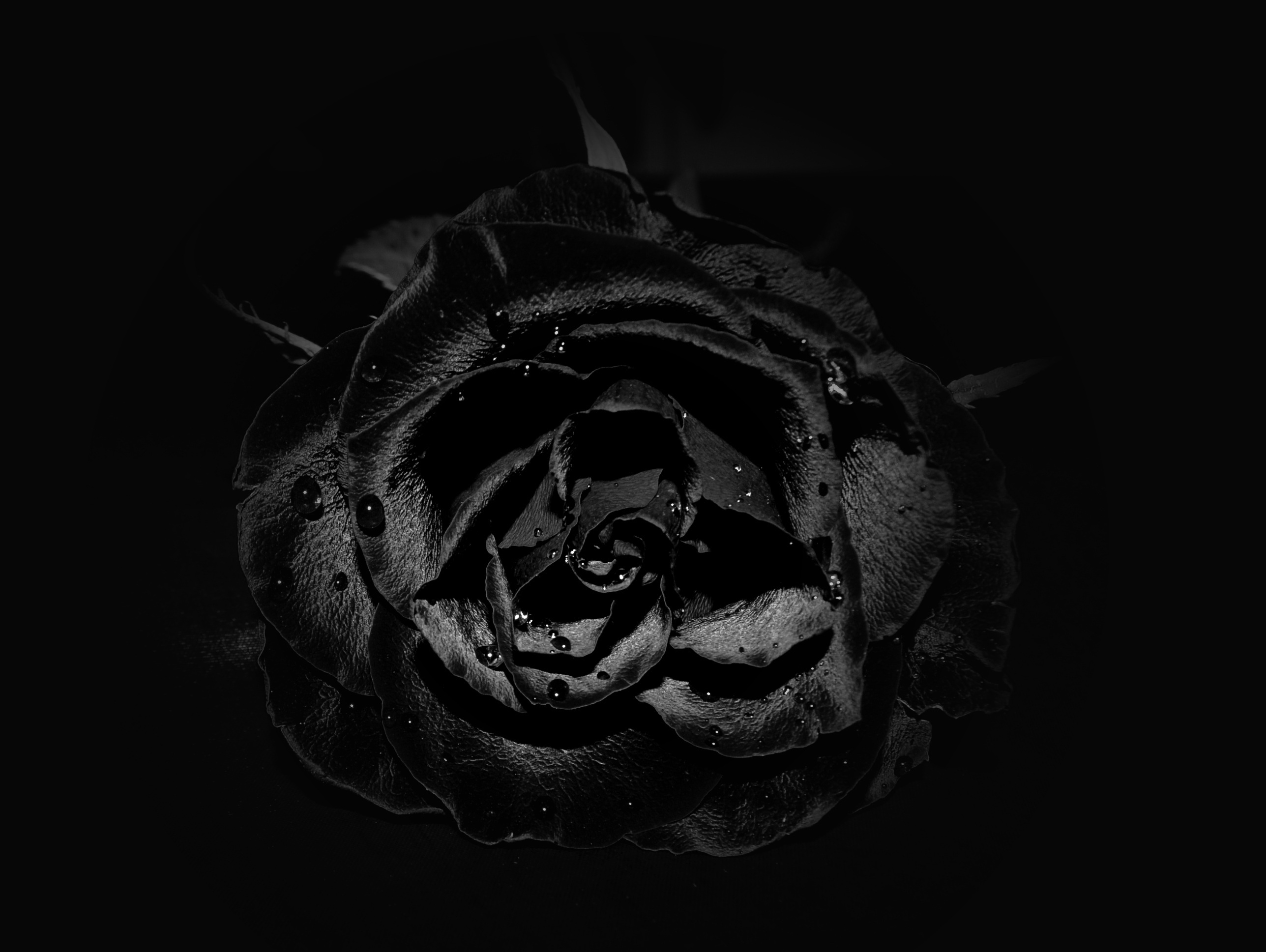 Detail Gambar Bunga Rose Hitam Putih Nomer 34