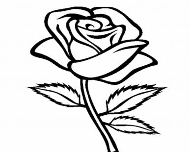 Detail Gambar Bunga Rose Hitam Putih Nomer 38