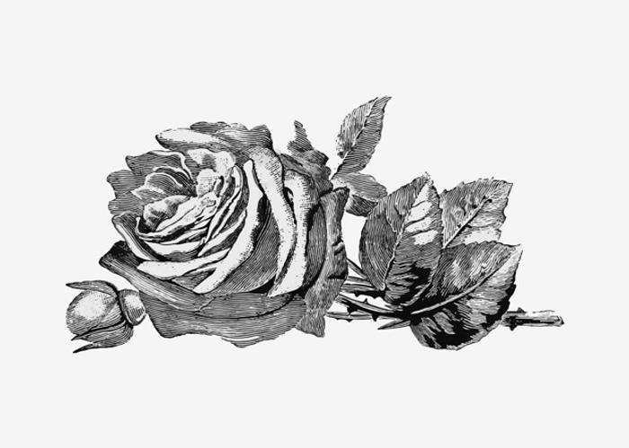 Detail Gambar Bunga Rose Hitam Putih Nomer 43