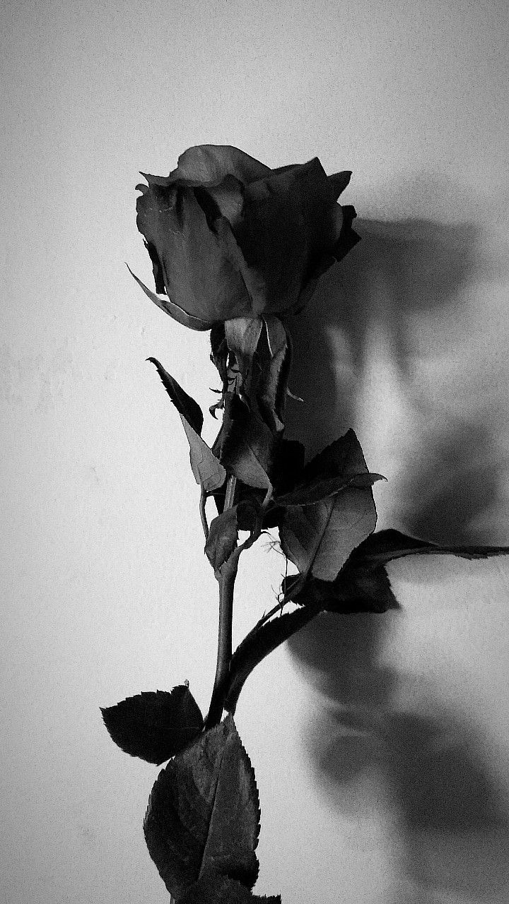 Detail Gambar Bunga Rose Hitam Putih Nomer 51