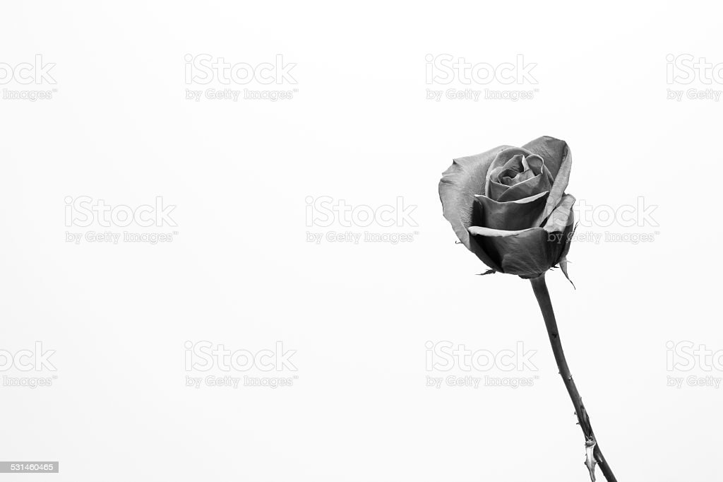 Detail Gambar Bunga Rose Hitam Putih Nomer 54